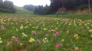 ちくさ高原ユリ園